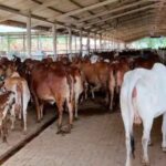 राजस्थान में आएगी नई गोसेवा नीति 2026: हर तहसील में मॉडल गोशाला, गाय पालकों और डेयरी को मिल सकती है बड़ी सब्सिडी