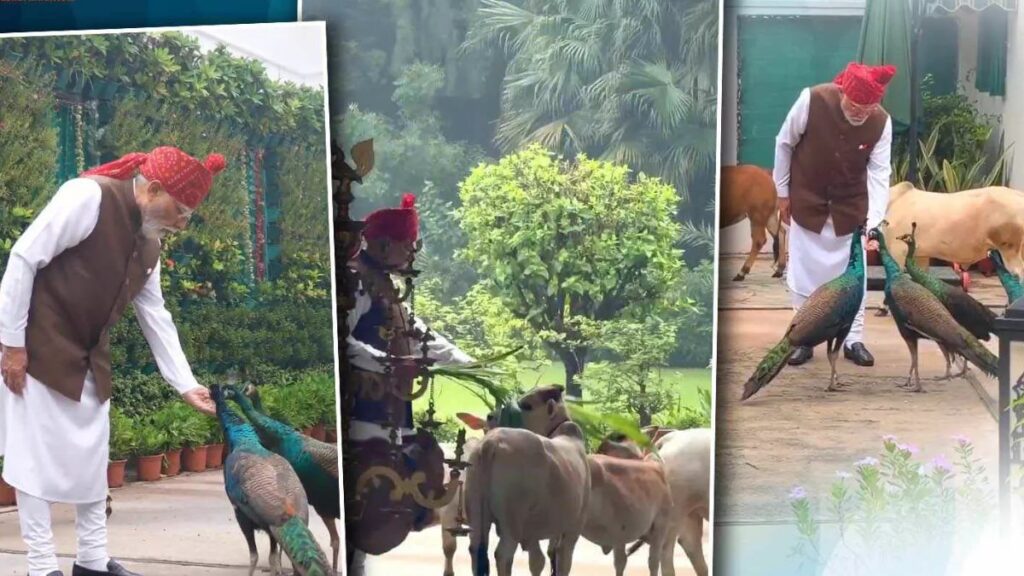 PM Modi Video: लाल किला जाने से पहले मोदी ने गाय को खिलाया चारा, मोर को दाना; बोले- ‘ये मेरा डेली रूटीन है’